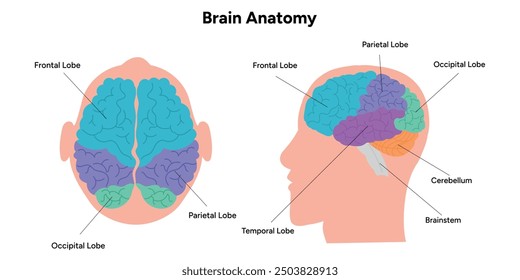 Gehirnanatomie Bereiche Teile Funktionen. Hirnrinde. Frontal, Somatosensorischer Cortex, parietal, occiptal, Temporallappen. Farbige Schnittbild-Infografik und visuelles System