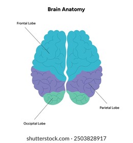 Gehirnanatomie Bereiche Teile Funktionen. Hirnrinde. Frontal, Somatosensorischer Cortex, parietal, occiptal, Temporallappen. Farbige Schnittbild-Infografik und visuelles System