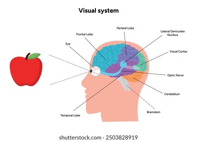 Gehirnanatomie Bereiche Teile Funktionen. Hirnrinde. Frontal, Somatosensorischer Cortex, parietal, occiptal, Temporallappen. Farbige Schnittbild-Infografik und visuelles System