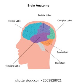 Gehirnanatomie Bereiche Teile Funktionen. Hirnrinde. Frontal, Somatosensorischer Cortex, parietal, occiptal, Temporallappen. Farbige Schnittbild-Infografik und visuelles System