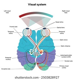 Gehirnanatomie Bereiche Teile Funktionen. Hirnrinde. Frontal, Somatosensorischer Cortex, parietal, occiptal, Temporallappen. Farbige Schnittbild-Infografik und visuelles System