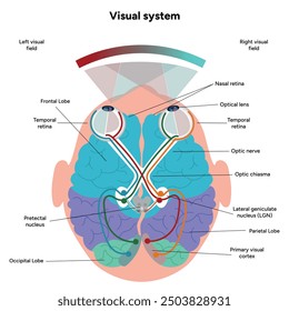 Gehirnanatomie Bereiche Teile Funktionen. Hirnrinde. Frontal, Somatosensorischer Cortex, parietal, occiptal, Temporallappen. Farbige Schnittbild-Infografik und visuelles System