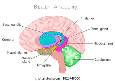 Brain anatomy. Autonomic nervous system diagram. Organ parts section, limbic system, basal ganglia, hypothalamus, cerebellum, pineal, pituitary gland, hypothalamus, ventricles. Vector illustration