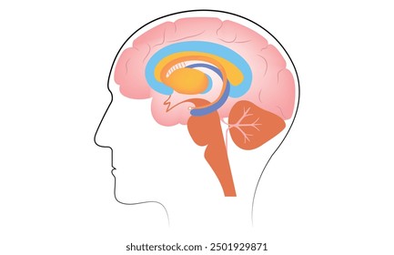 Brain anatomy Autonomic nervous system diagram Line art cerebrospinal fluids in brain vector Design.