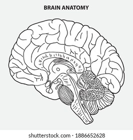 BRAIN ANATOMY BLACK AND WHITE LINE ILLUSTRATION VECTOR