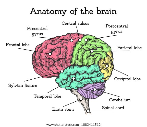 Brain Anatomy Color Scheme Brain Divided Stock Vector (Royalty Free ...