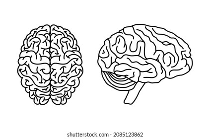 Brain anatomy concept. Top and profile view. Anatomical clip art for medical designs. Vector illustration isolated on a white background in outline style.