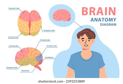 Diagrama de anatomía cerebral. Materiales educativos. Biología y anatomía. Lóbulo parietal, occiptal y tempolar. Atención y tratamiento de la salud. Dibujo vectorial plano de dibujos animados aislado en fondo blanco