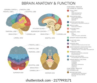 Brain anatomy and function. Medical vector illustration.