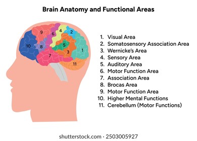 Brain anatomy and functional areas educational 