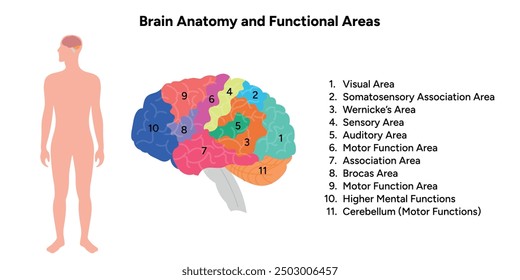 Brain anatomy and functional areas educational 