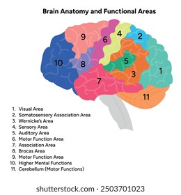 Anatomía cerebral y áreas funcionales educativas 