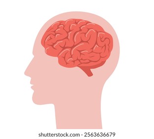 Brain anatomy. Human head in profile with red brain inside. Biological scheme of internal organ. Side view. Vector illustration in flat cartoon style.