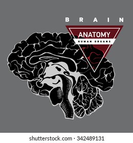 Brain anatomy. Human brain lateral view. Hand drawing illustration with typography.