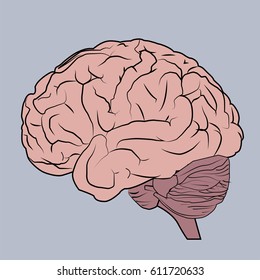 brain anatomy human side view vector gray background