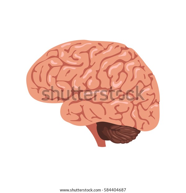 Brain Anatomy Icon Human Internal Organs Stock Vector (Royalty Free ...