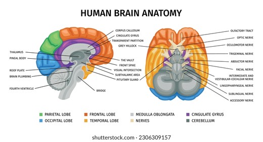 infografías de anatomía cerebral con vistas de perfil frontal y lateral del cerebro humano con partes subtituladas coloridas ilustraciones vectoriales