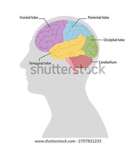 Brain anatomy inside head silhouette with labeled lobes. Medical education and neuroscience concept. Simplicity vector illustration, isolated.
