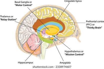 Brain anatomy. Main structure of the brain.