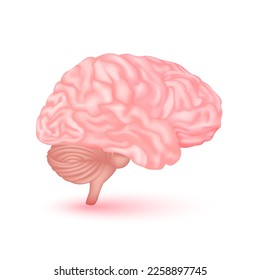 Brain anatomy model isolated on a white background. Main organ of the human body. Medicine and science concept. 3D Vector.