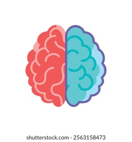 Brain Anatomy Overview Illustration Design 