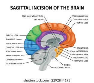 Anatomía cerebral composición de vista sagital con imagen educativa de órgano interno con subtítulos de texto punteros ilustración vectorial