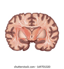 Brain anatomy.  Brain showing the basal ganglia and thalamic nuclei  isolated on white background. 