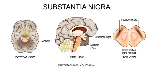 Brain anatomy. Substantia nigra. Human brain Side view and Bottom view. Cross section of the midbrain. Vector illustration. Medical diagram
