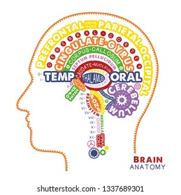 Brain Anatomy Typographic Artwork. Vector Illustration.