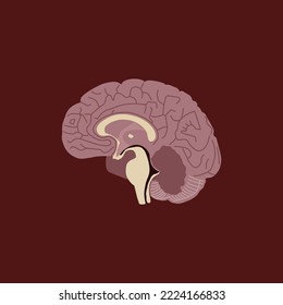 Brain anatomy vector for design elements or icon designs. for health purpose and education or others