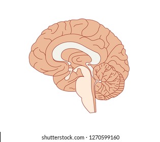 1,977 Brain cross section Images, Stock Photos & Vectors | Shutterstock