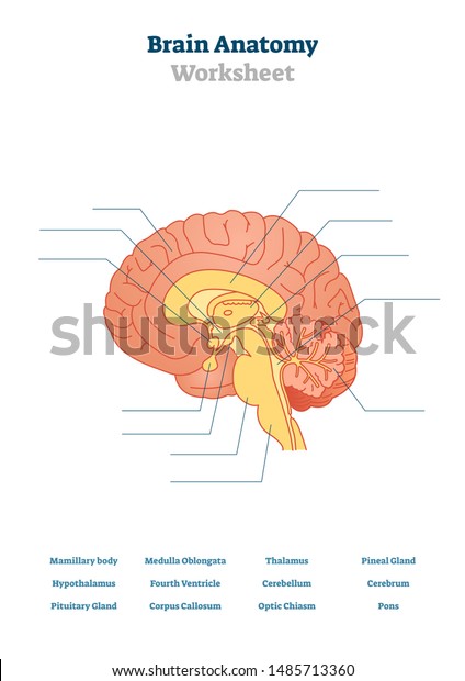 脳解剖学のベクターイラスト 解剖学的空白の頭部臓器構造 視床 橋 大脳 視床下部を使用した 印刷可能な教育スキーム 教師試験の授業の生理テストのトピック のベクター画像素材 ロイヤリティフリー