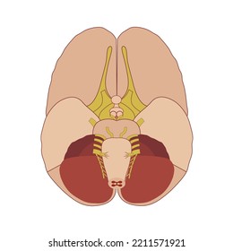 Brain anatomy, ventral view. Medical poster. Vector illustration