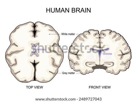 Brain anatomy. White Matter and Gray Matter. Cerebral Cortex and Brain Ventricles with Cerebrospinal Fluid. Cross section of a human brain Front view and Top view. Vector illustration