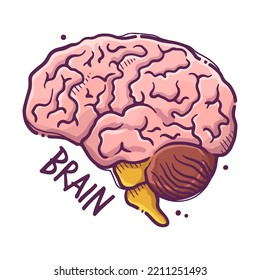 Brain. Animals and humans internal organs. Medical theme for posters, leaflets, books, stickers. Human organ anatomy. Vector hand drawn style illustration.