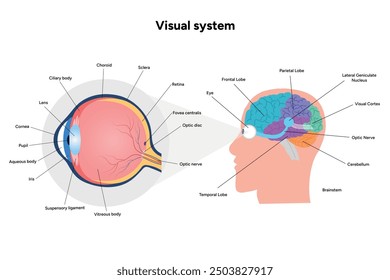 Gehirnbereiche Teile Funktionen. Hirnrinde. Frontal, Somatosensorischer Cortex, Parietal, Temporallappen. Farbige Schnittbild-Infografik mit Augenanatomie