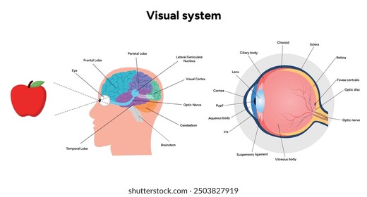 Gehirnbereiche Teile Funktionen. Hirnrinde. Frontal, Somatosensorischer Cortex, Parietal, Temporallappen. Farbige Schnittbild-Infografik mit Augenanatomie