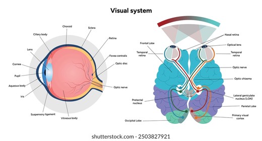 Gehirnbereiche Teile Funktionen. Hirnrinde. Frontal, Somatosensorischer Cortex, Parietal, Temporallappen. Farbige Schnittbild-Infografik mit Augenanatomie