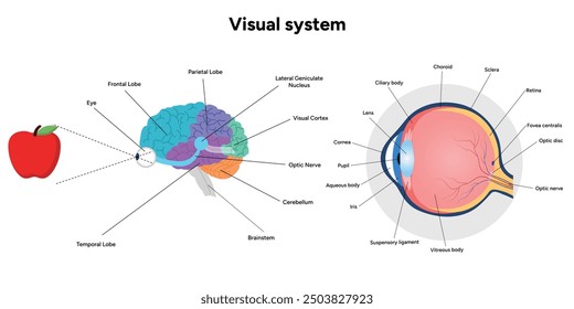 Gehirnbereiche Teile Funktionen. Hirnrinde. Frontal, Somatosensorischer Cortex, Parietal, Temporallappen. Farbige Schnittbild-Infografik mit Augenanatomie