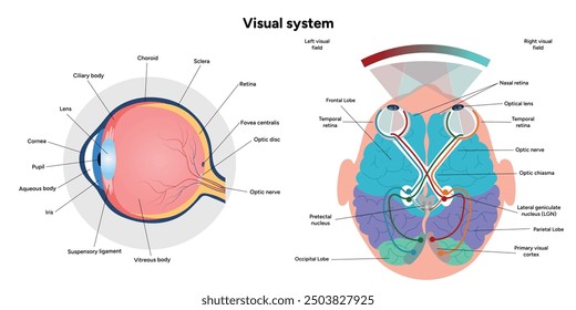 Gehirnbereiche Teile Funktionen. Hirnrinde. Frontal, Somatosensorischer Cortex, Parietal, Temporallappen. Farbige Schnittbild-Infografik mit Augenanatomie