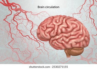 Brain arteries. Isolated vector illustration