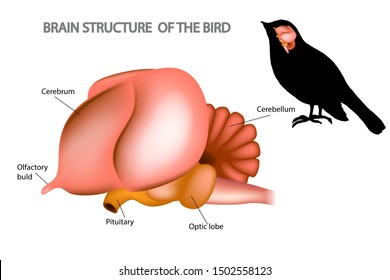 The Brain of Birds. Anatomy and Bird 