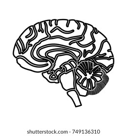 Brain black icon .
