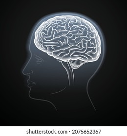 Brain Black And White Line Drawing Inside A Human Head Profile.