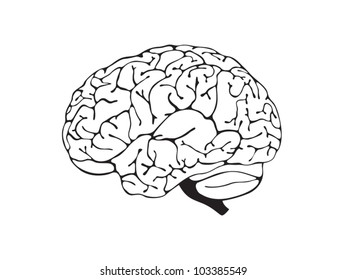 313 Cerebral fissure Images, Stock Photos & Vectors | Shutterstock