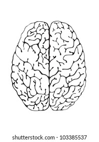 The brain is a black and white view from above