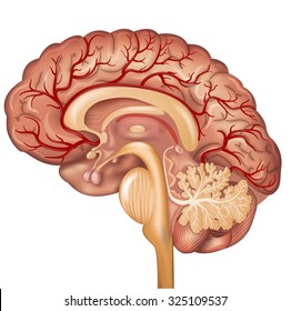 Brain and Blood vessels of the brain, beautiful colorful illustration detailed anatomy. Cross section, isolated on a white background.