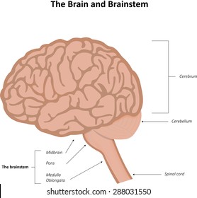 brain stem model