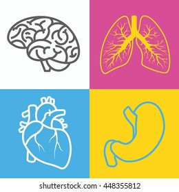 Brain, bronchi,heart and stomach vector isolated on white background. Line art.