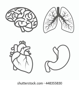 Brain, bronchi,heart and stomach vector isolated on white background. Line art.